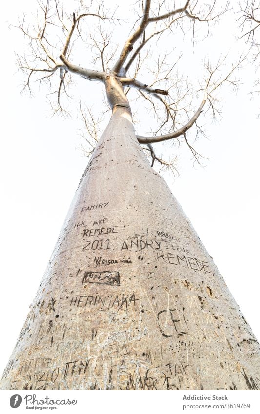 Old baobab tree with carvings tall carve leafless old plant trunk branch sunny tranquil daytime idyllic calm weather scenic serene environment peaceful nature