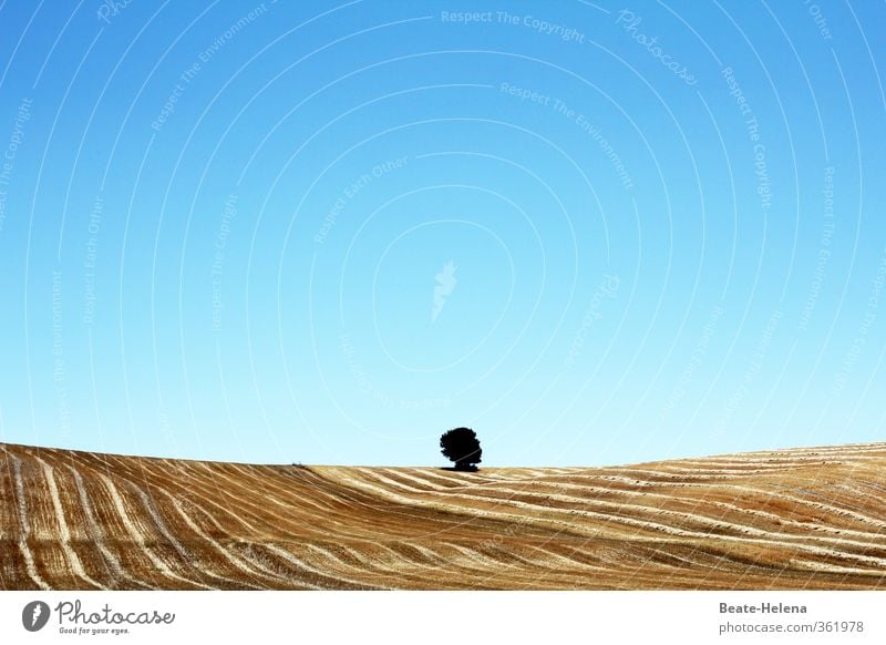 loner Summer vacation Agriculture Forestry Nature Landscape Plant Cloudless sky Sun Beautiful weather Tree Agricultural crop Grain field Field Hill Discover