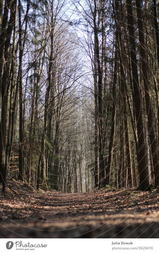 dust devil's nest Forest forest soils tree Tree trunk Treetop Leafless foliage Lanes & trails nowhere Visual spectacle Shaft of light Bright Tunnel effect