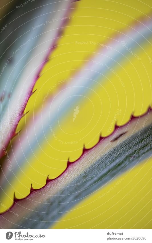 Serrated pineapple leaves of yellow background Pineapple Ananas leaves Plant leaf Contrast flowers Yellow Prongs peak fruit Colour photo Food Close-up Nutrition