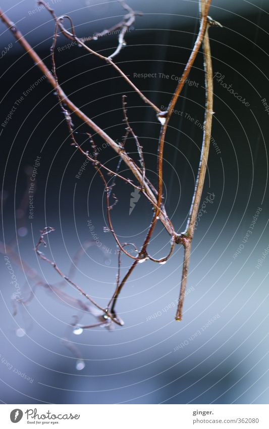 Last Drops Environment Drops of water Spring Bad weather Plant Blue Brown Slate blue Branched Twigs and branches Hang Dripping Water Rainwater Wall (building)