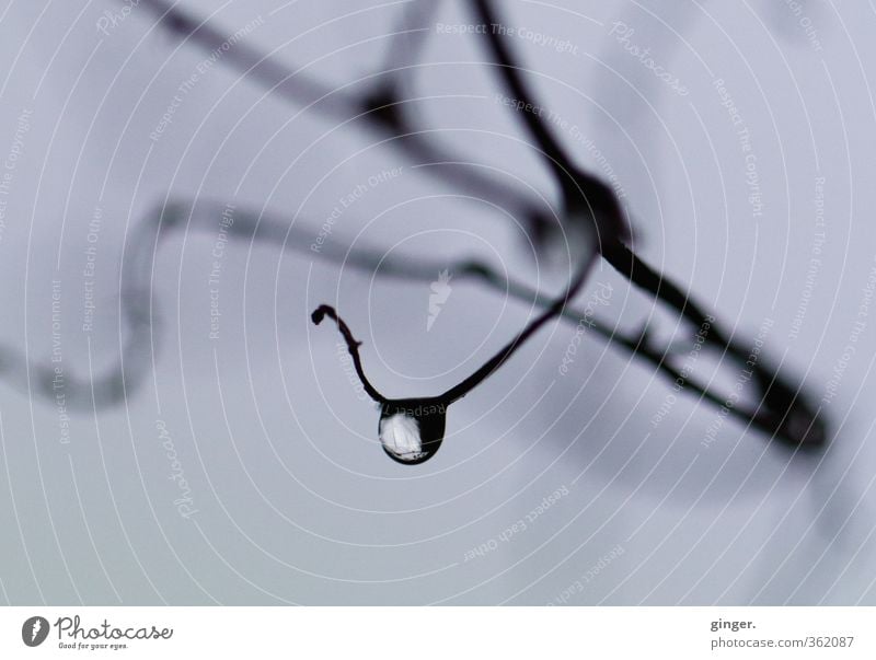 Water Drops of water Summer Climate Weather Bad weather Plant Bushes Dark Wet Natural Tendril Twigs and branches Hang Round Transparent Small Muddled Gray-blue