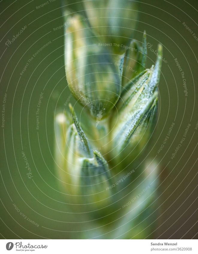 rye Grain Rye grain Food Flour fields Agriculture Nutrition Plant macro shot Close-up acre