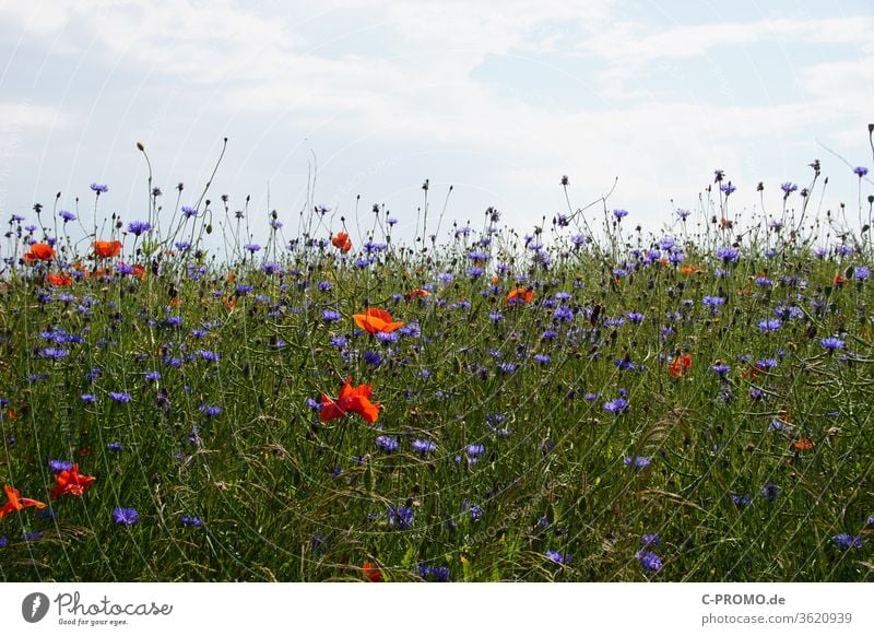 summer flower meadow Sky Flower meadow poppies cornflowers Nature sea of flowers