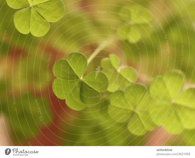 Clover in pink flowerpot, close-up Cloverleaf luck Good luck charm Plant green in pot