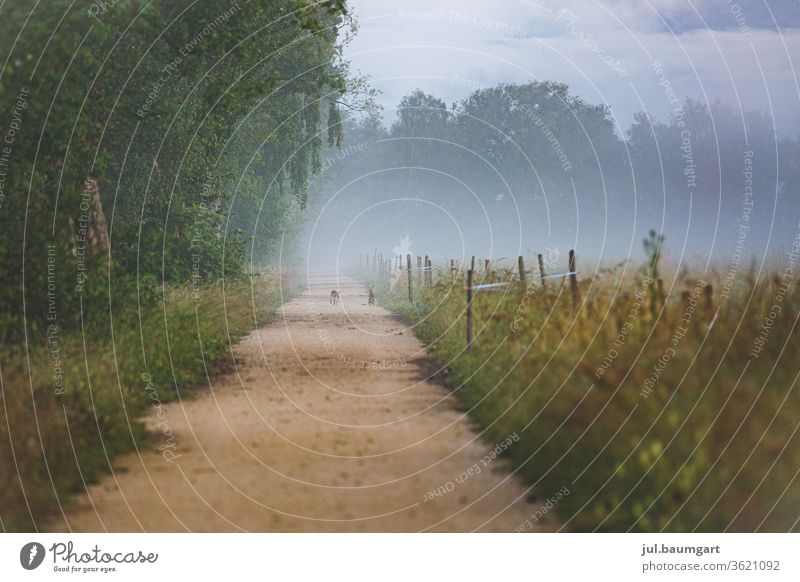 Two hares on their way Hare & Rabbit & Bunny Lanes & trails morning mood Fog tree Meadow fields