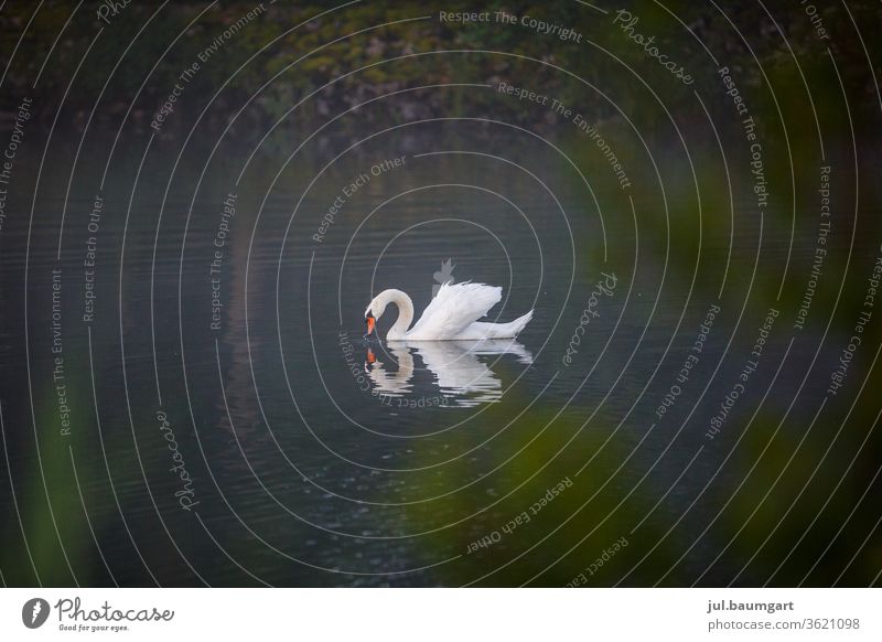 Magic of the swan in the morning Swan Moody Nature wildlife Water reflection Mirror image magic Morning