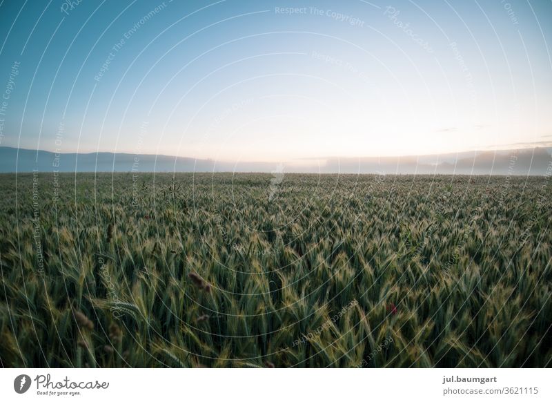 Grain field in the morning Summer Field Agriculture Agricultural crop Growth Nature Colour photo