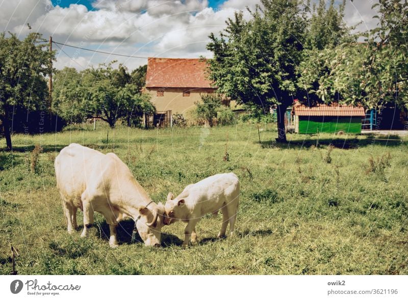 give a little hug Animal chill Trust Peaceful Attentive Meadow Beautiful weather Interest Colour photo Exterior shot Detail Deserted Animal portrait Sunlight