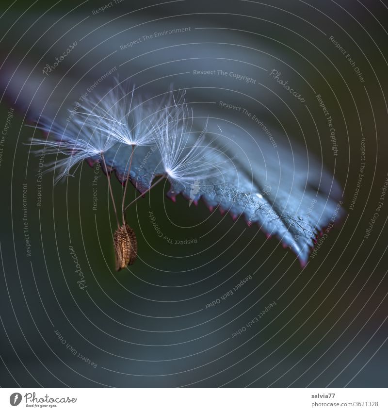 Cohesion | three dandelion umbrellas hanging from a rose petal Nature Leaf dandelion seed trio at the same time Attachment serrated macro Plant