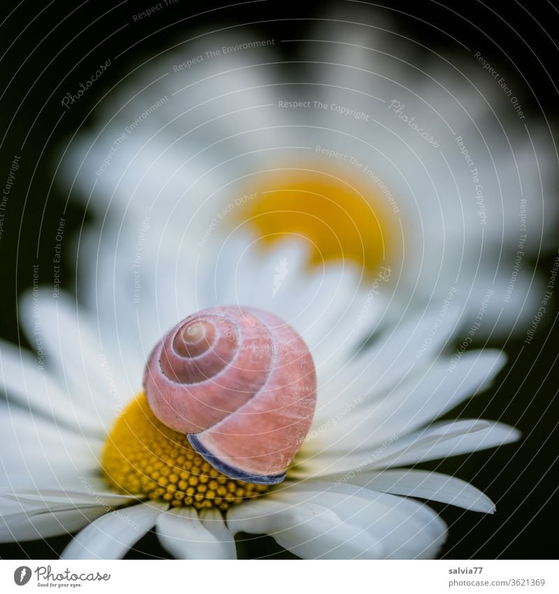 natural forms | snail and flower Nature Marguerite Snail shell petals primal form Symmetry Protection Spiral Crumpet Macro (Extreme close-up)