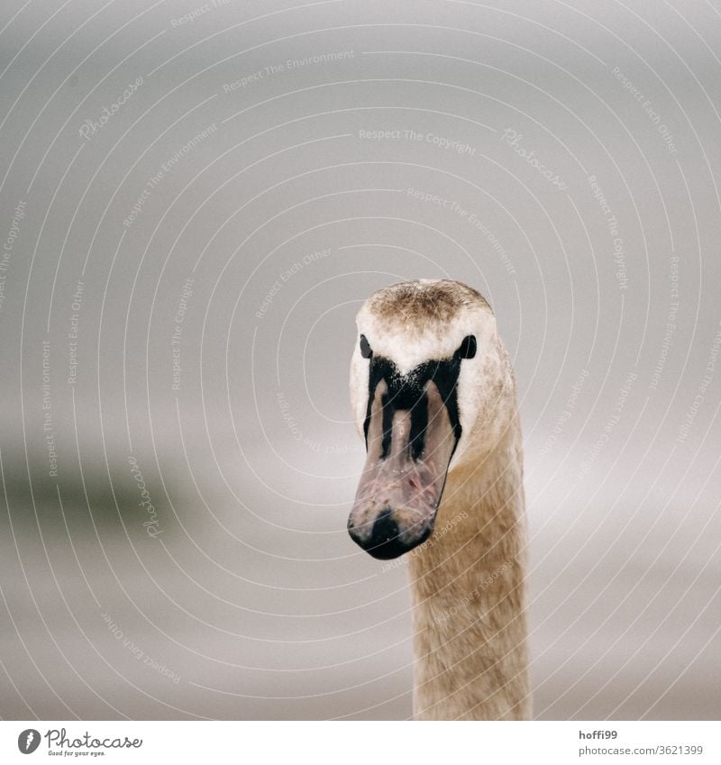 the young swan looks interested into the camera - or is there something to dust? Swan gooseneck birds Nature Beak Neck already Elegant Esthetic Feather White