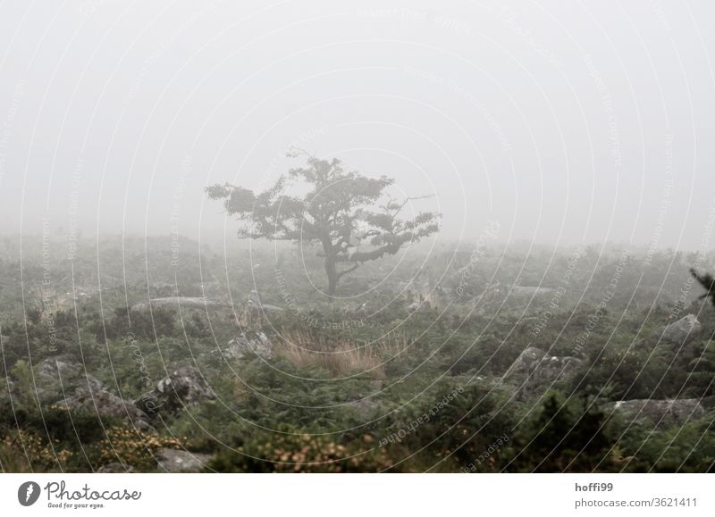 bonsai tree in a barren moor in fog small tree Fog Fen Dartmoor Misty atmosphere Haze steamy Landscape Shroud of fog Dawn Bad weather Fog bank Wall of fog