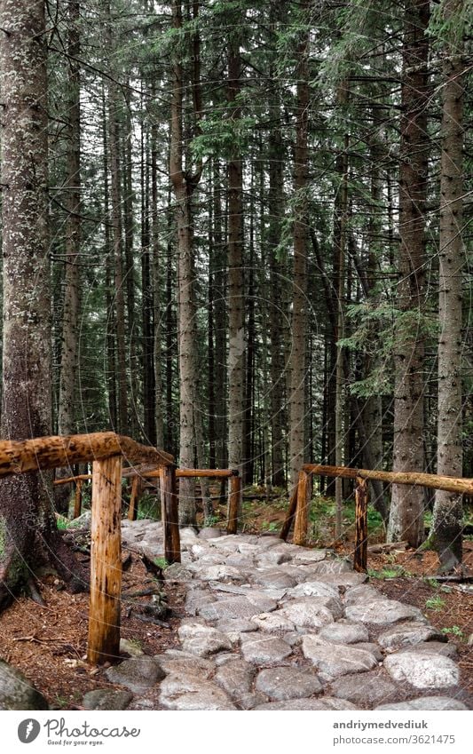 stone path in a forest in the mountains. Morske Oko, Poland, Europe trail landscape hiking woods summer green beautiful nature travel outdoor tourism scary