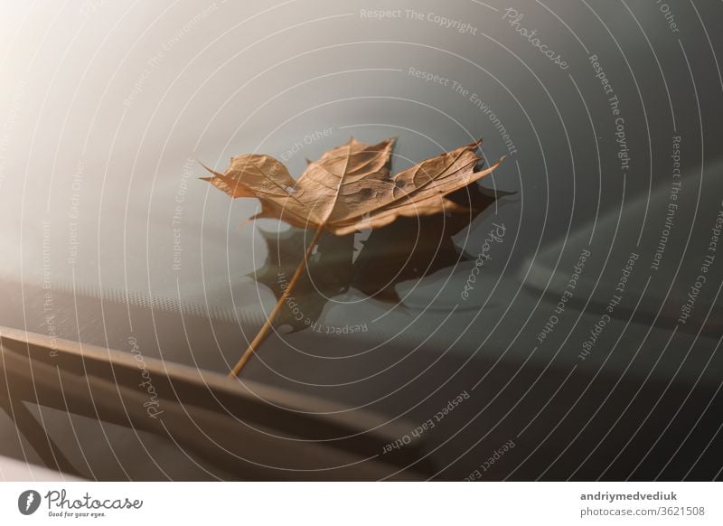 autumn leaf on a car windshield. yellow maple leaf on glass blades city abstract close closeup clouds concept copyspace drops fall macro nature october one