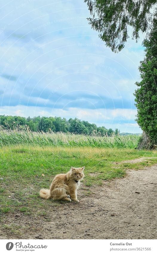 Cat sitting in the castle park under a slightly cloudy sky, in the background green reed grass . Pet Animal Colour photo Domestic cat Exterior shot