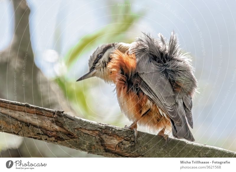 Ruffled Nuthatch Eurasian nuthatch Sitta Europaea Animal face Eyes Beak Feather Plumed Grand piano Disheveled Claw birds Wild animal tree Head plumage feathers