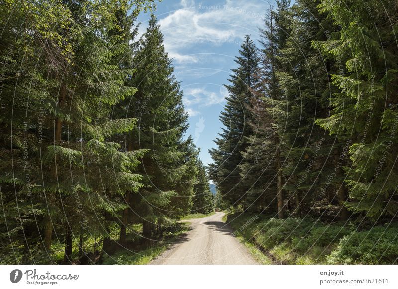 Forest path between high fir trees in good weather off Street forest path Driveway hiking trail Coniferous forest conifers firs spruces Blue sky Hiking hikers