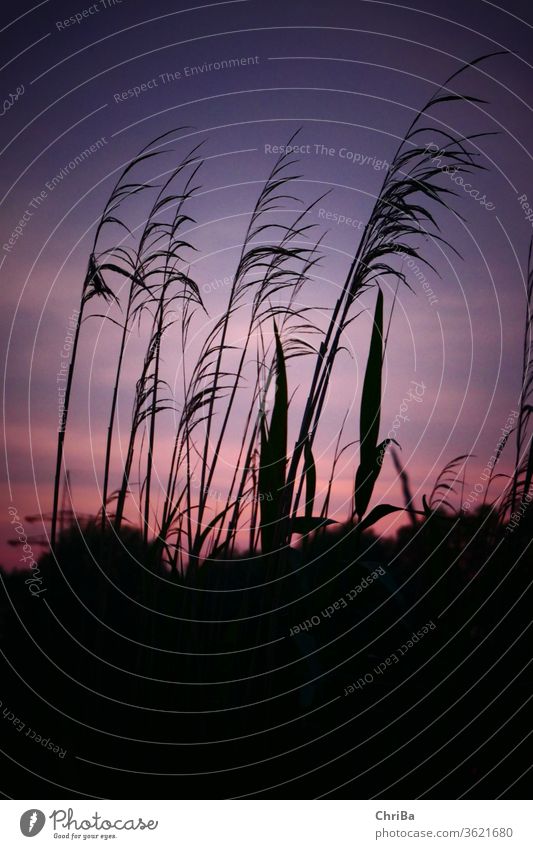 Grasses on the lake shore before evening sky grasses sunset Nature Exterior shot Landscape spring evening mood Plant Colour photo Environment Beautiful weather