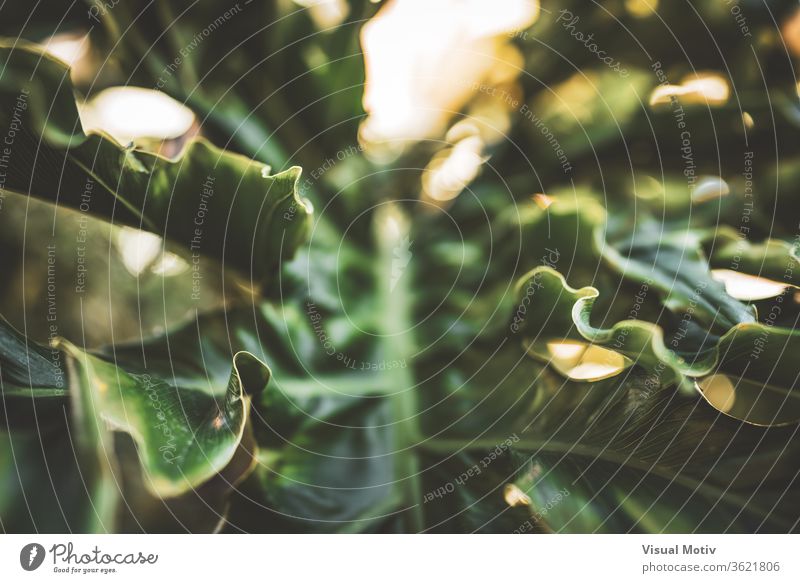 Abstract background of a giant wavy green leaf of Philodendron plant abstract garden sunny daytime nature flora botany organic growth foliage fresh harmony lush