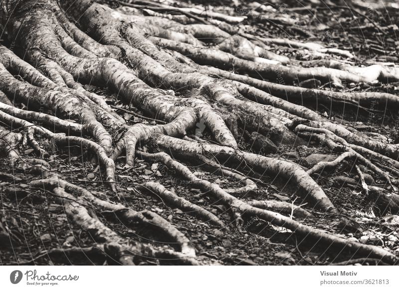 Large roots of beech tree spreading over the land surface - Black and white old extended outward botanic growth garden large nature ground botany natural trunk