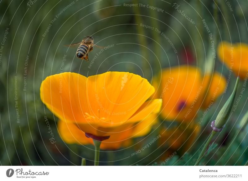 Buzzy Poppy Morning flora fauna Plant Animal California poppy Poppy capsule Yellow corn poppy Flower Blossom Poppy blossom Green Nature Garden Pollen Insect