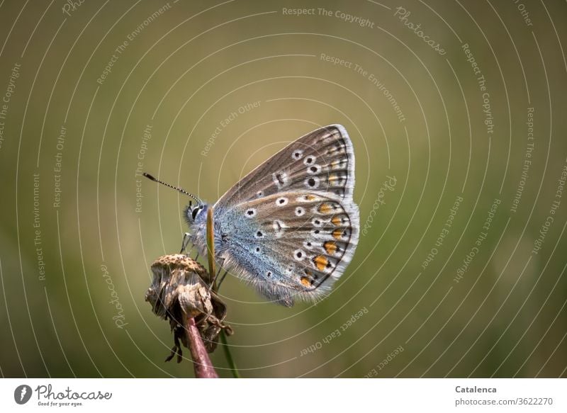 A bluebird rests on a wilted dandelion fauna Animal Insect Butterfly butterflies diurnal Animal portrait Small flora Plant Dandelion Nature fade Summer Brown