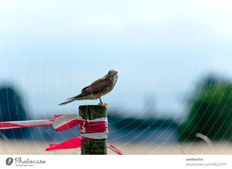 falcon Berlin Far-off places Trajectory Airport Airfield Freedom spring Sky Horizon Deserted bird of prey taxiway Skyline Summer Mirror image Tempelhof