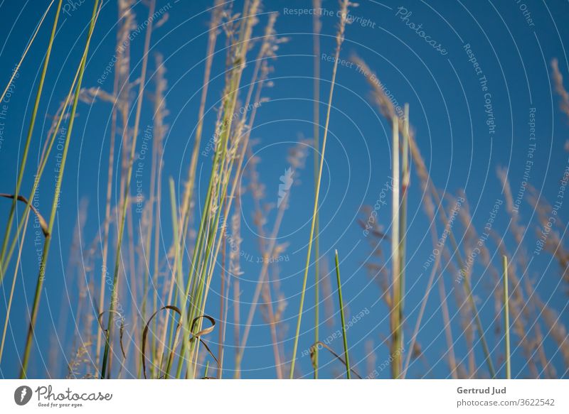 Grasses under the blue sky flowers Flowers and plants Graz grasses Nature Summer Plant Garden Exterior shot Meadow natural Sky Sky blue