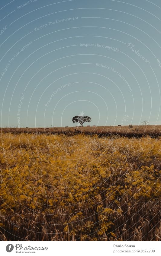 Alentejo Landscape Vertical Portugal Summer Vacation & Travel Authentic Europe Idyll Deserted Oak tree oak Cork Cork oak Tree Isolated rura Nature Oak leaf