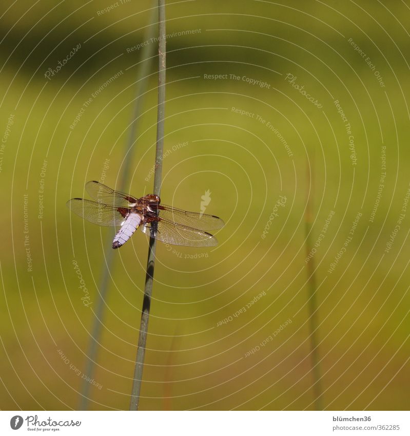 At the pond Environment Animal Flat-bellied Dragonfly Dragonfly wing Big dragonfly bubble level 1 Observe Sit Esthetic Elegant Dazzling Insect Delicate