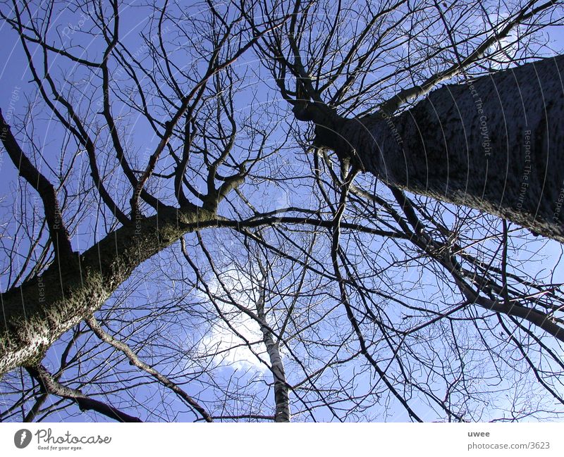 giant trees Tree Clouds Forest Photographic technology Blue Sky