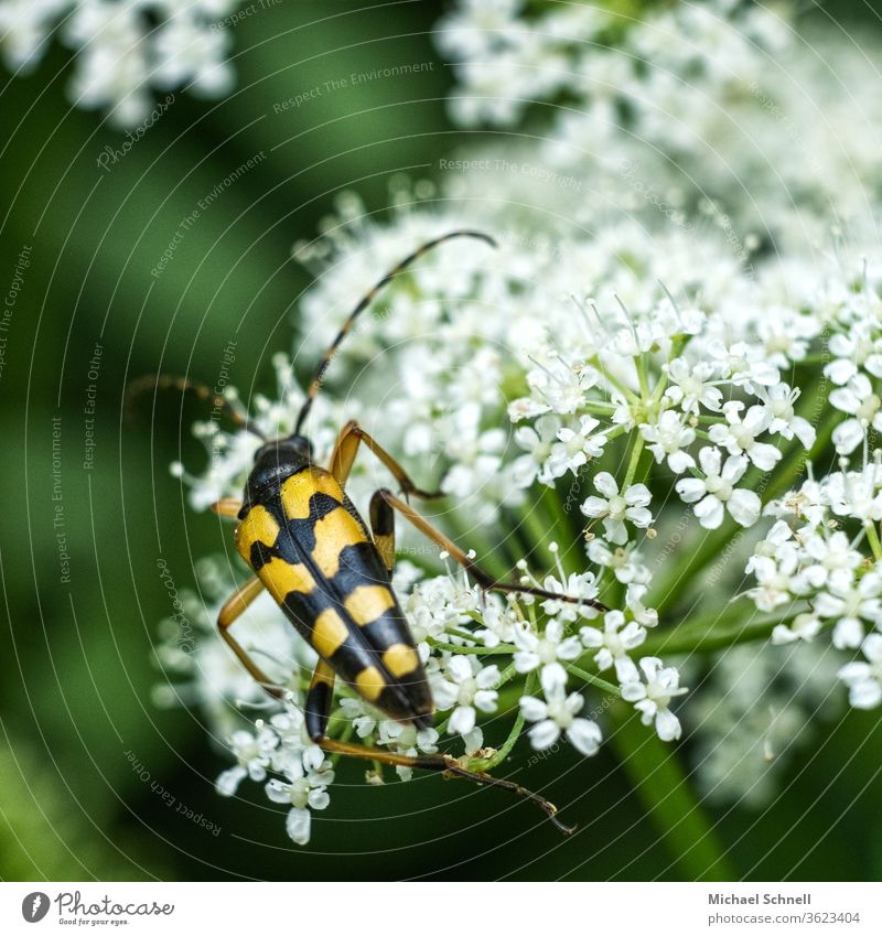 yellow-black insect on white flowers Beetle Insect Macro (Extreme close-up) Close-up Colour photo Animal Nature