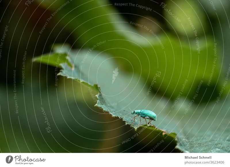 Small green beetle on green leaf Beetle Insect Macro (Extreme close-up) Close-up Plant Animal Nature