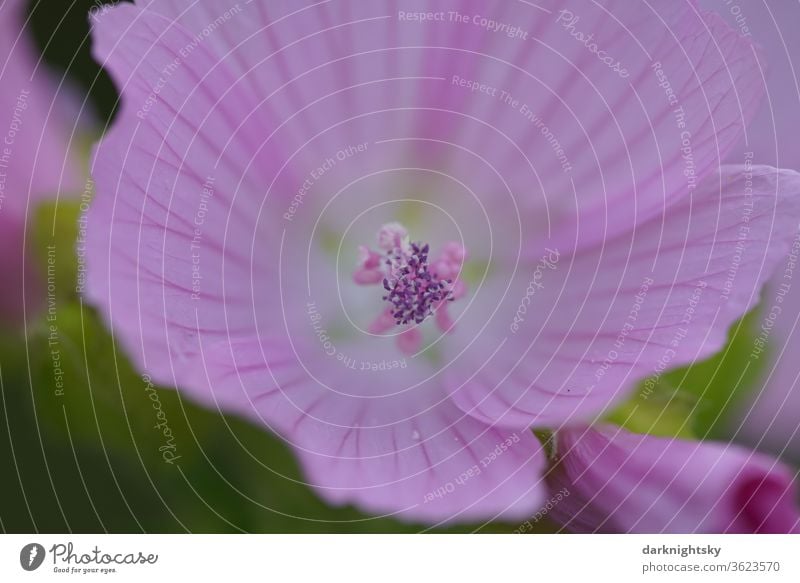 Close-up of a mallow blossom mauve Malva Malvaceae flowers bleed spring Nature Macro (Extreme close-up) Summer flourishing Pink green color tender macro photo