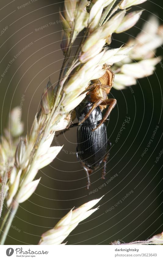 Spider with beetle as prey insects Spin macro Animal Macro (Extreme close-up) Colour photo Nature Shallow depth of field green Close-up Exterior shot