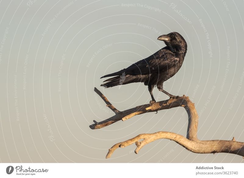 Black raven sitting on branch corvus corax bird wild plumage fauna nature specie perch animal crow tree avian wildlife feather ornithology beak black creature