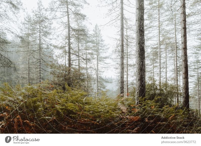 Foggy forest with trees and fern plants fog morning woods nature landscape mist tranquil mystery biscay basque country spain calm woodland green tall scenic