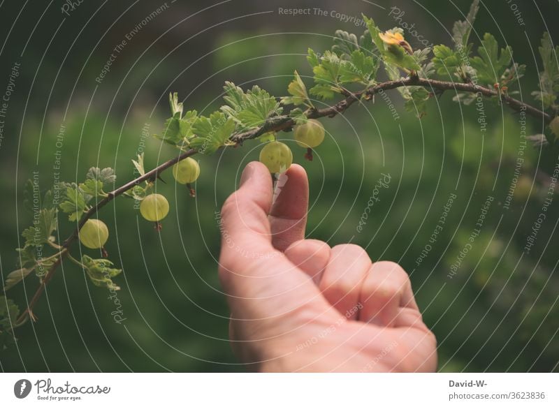 harvest fresh gooseberries by hand reap Gooseberry Harvest fruit Mature Pick Fingers Deep depth of field Garden harvest season Delicious green salubriously