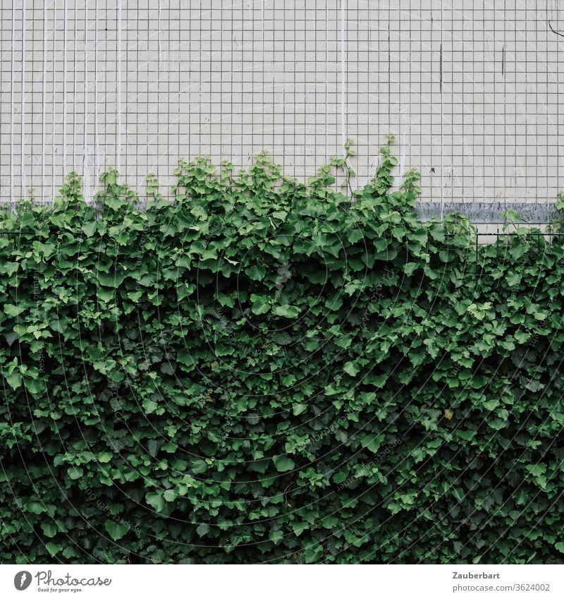 Ivy on a small tiled white wall of a house sorted according to the rule of thirds Wall (building) diamonds small-minded green Plant Tendril Growth Facade