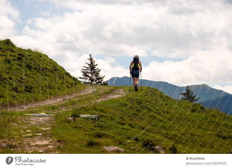 woman with walking sticks on a hiking trail, forest path hike Hiking Alpine pasture Alpine pastures Forest road Class outing Nature Exterior shot Hiking trip