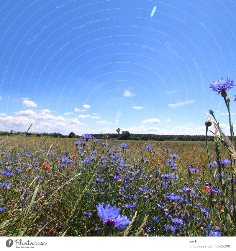 7 days through Brandenburg - one more grain Field Agriculture acre Barley Barleyfield Grain Grain field Wheat Wheatfield Yellow Blue Sky Clouds Cornfield Summer