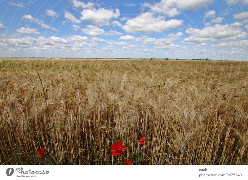 7 days through Brandenburg - Field study Agriculture acre Barley Barleyfield Grain Grain field Wheat Wheatfield Yellow Blue Sky Blue sky Clouds Cornfield Summer