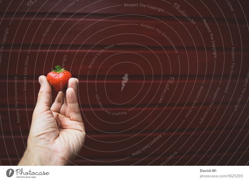 Hand presents the perfect strawberry against a neutral background Strawberry Time fruit tidbit already berry fruit fruit varieties Fruit cake yield profitable