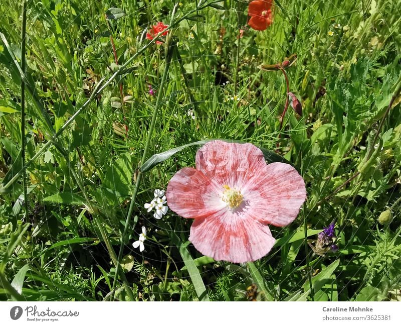 Red summer flower in a flower meadow flowers Summer summer splendor blossom Plant Nature bleed spring Blossoming Colour photo Garden green Exterior shot already