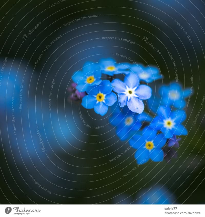 FORGET-ME-NOT Forget-me-not bleed flowers Nature Plant Blue Garden Summer spring Blossoming Blur Colour photo Shallow depth of field Close-up Deserted already