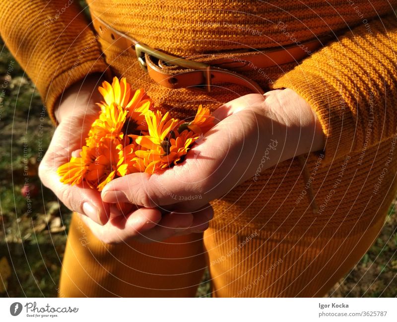 Close-up Of Woman Holding Orange Flowers flower orange color hands Sunlight holding Fragile Vulnerable Delicate Plant Blossom