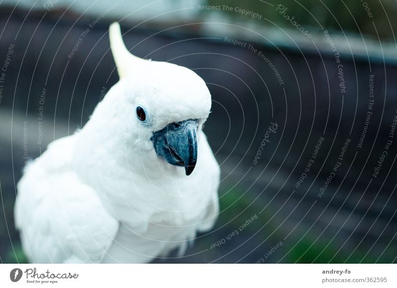 Parrot. Animal Bird Zoo Parrots Cockatoo 1 White Education Elegant Exotic Creativity Nature Beak Chic Clean Language Animal portrait Smart Beautiful Feather