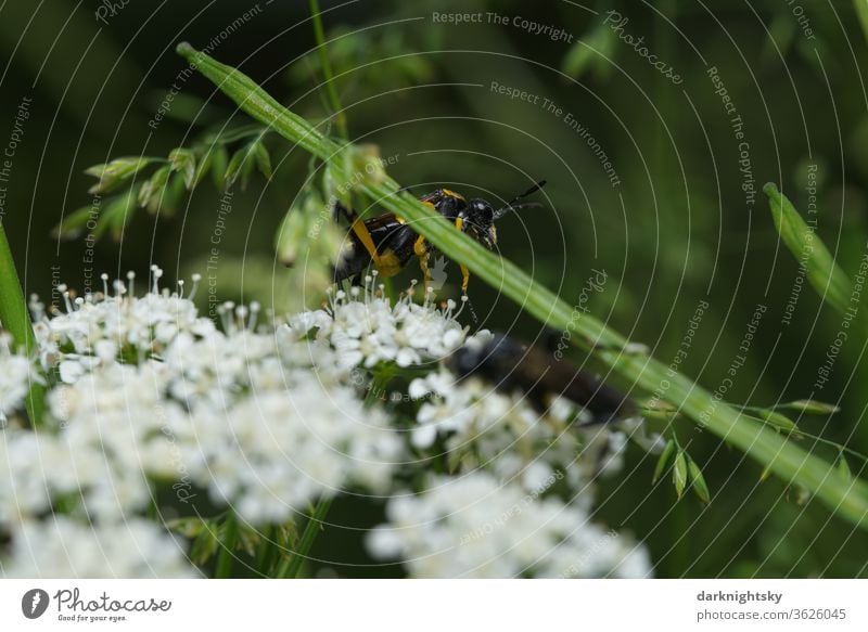 Wasp on the lookout for a Heracleum wasp insects ambush Catch hunting macro Macro (Extreme close-up) Exterior shot Summer Close-up meadow hogweed heracleum