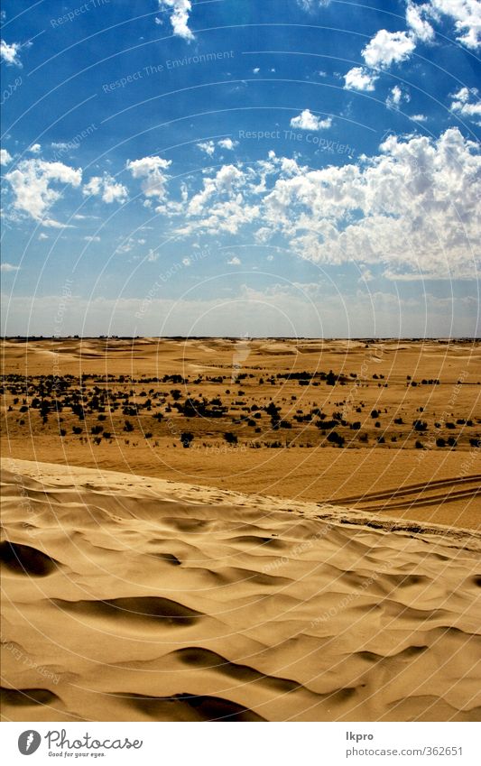 dune in the sahara desert and some bush Nature Sand Clouds Hill Line Brown Black White Loneliness Colour Tunisia Sahara Dune solitude water wave Light blue wood